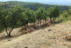  Completion of Demining Project of the part of transmission line route in Bujanovac 